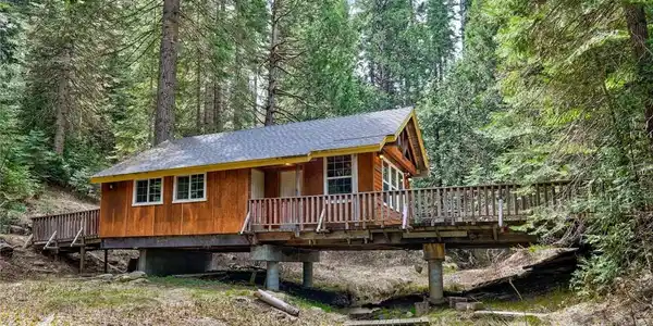 7739 Black Pine