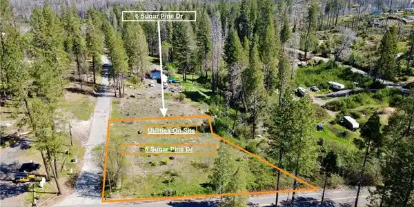 6 Sugar Pine