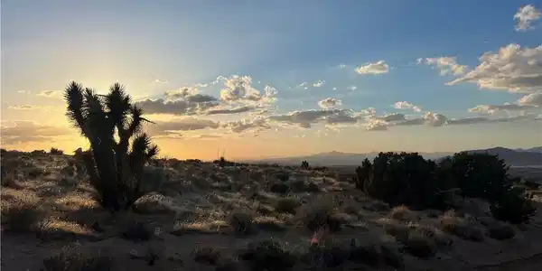 3 Ocotillo