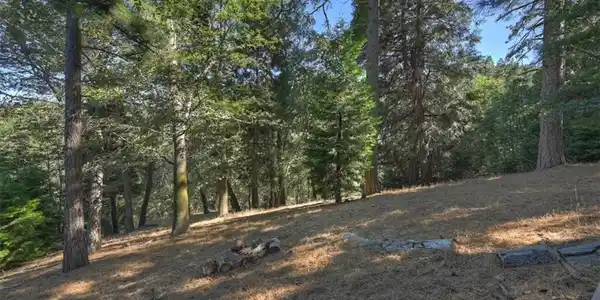 0 Pine