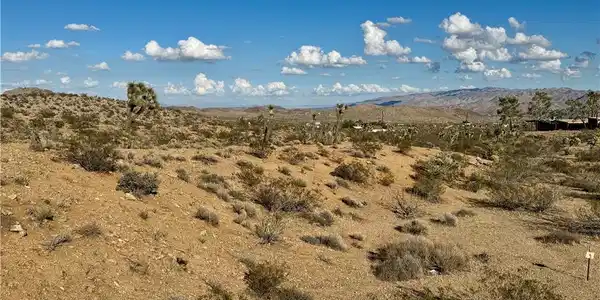 0 ocotillo