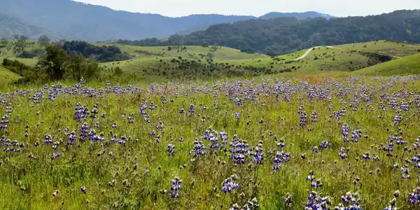 1 Penon Peak (Lot 217) Trail