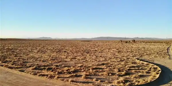 0 Burnt Tree