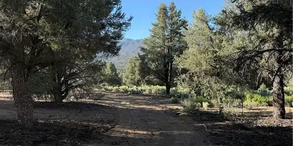 0 310-240-020 Grumpy Bear Trail