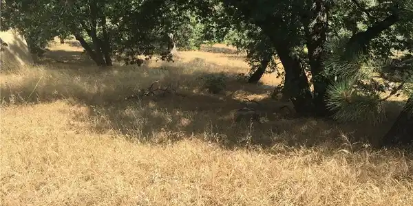 30481 Live Oak