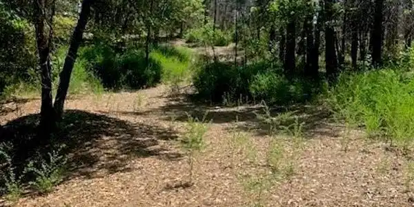 0 Sandy Springs Lane