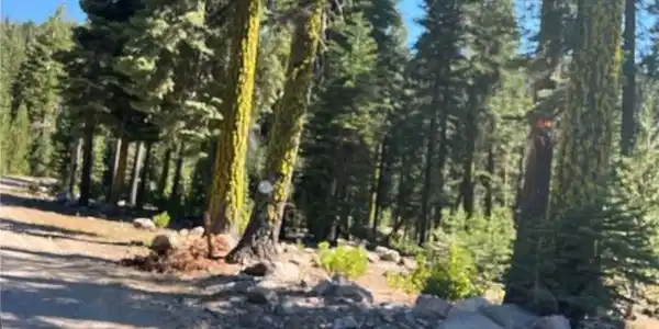 0 LOGGING Road