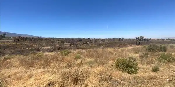 0 Joshua Tree