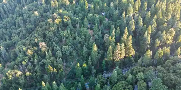 0 Fir