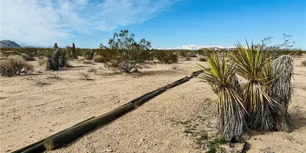 1234 Desert Lily