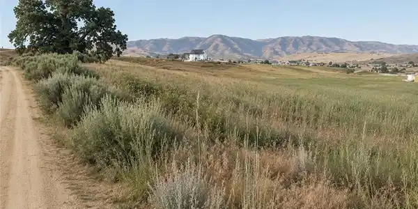 219 Lot Lupine