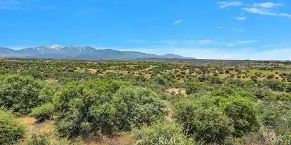 0 Cactus