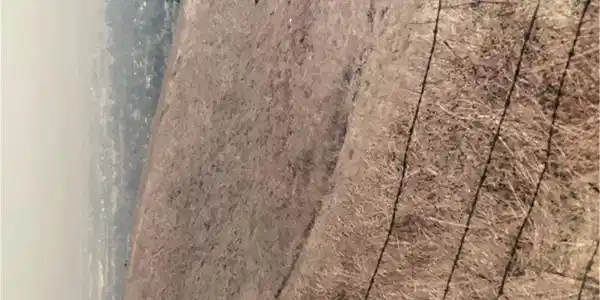 1 OLD CARBON CANYON Cut