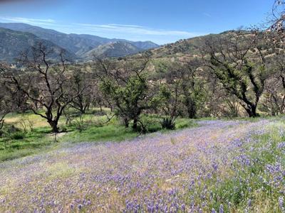 0 Cachagua
