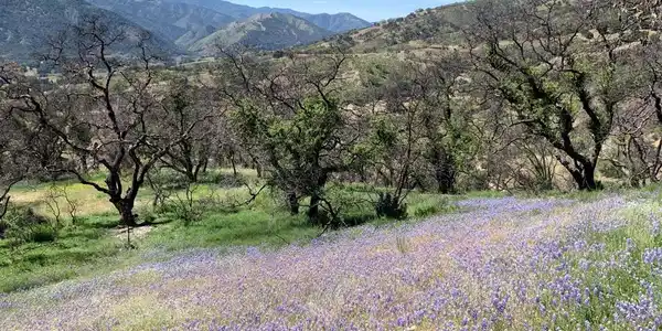 0 Cachagua