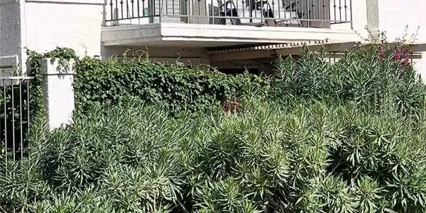 25 Palmera