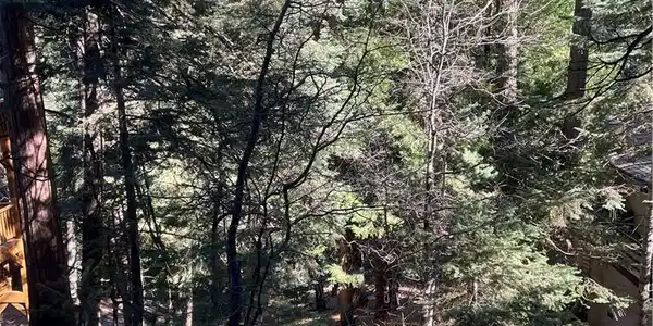 0 Forest
