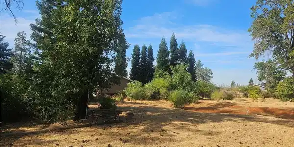5723 Round Tree