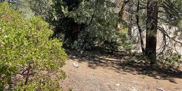 0 Arrowbear