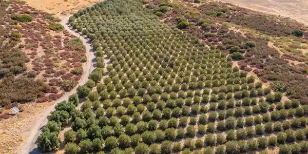 129.55 +/ Acres San Felipe Road