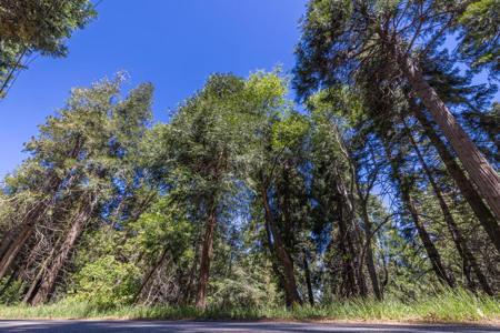 Lot 78 Cedar Pines Drive
