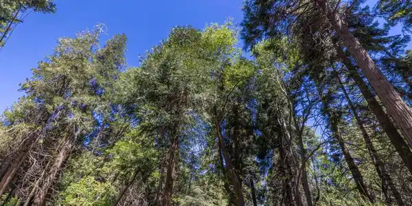 Lot 78 Cedar Pines Drive