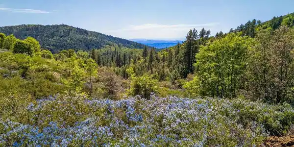 200 +/- Acres Palomar Divide Truck Trail
