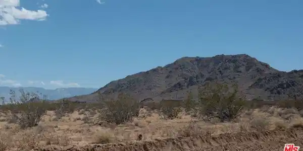 1 Desert Flower