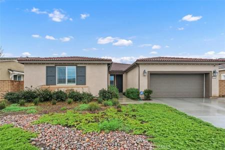 26553 Scotch Pine