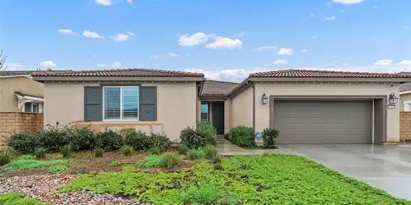 26553 Scotch Pine