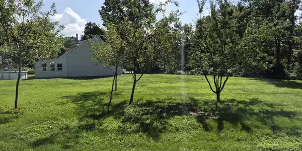 Image 4: Orchard