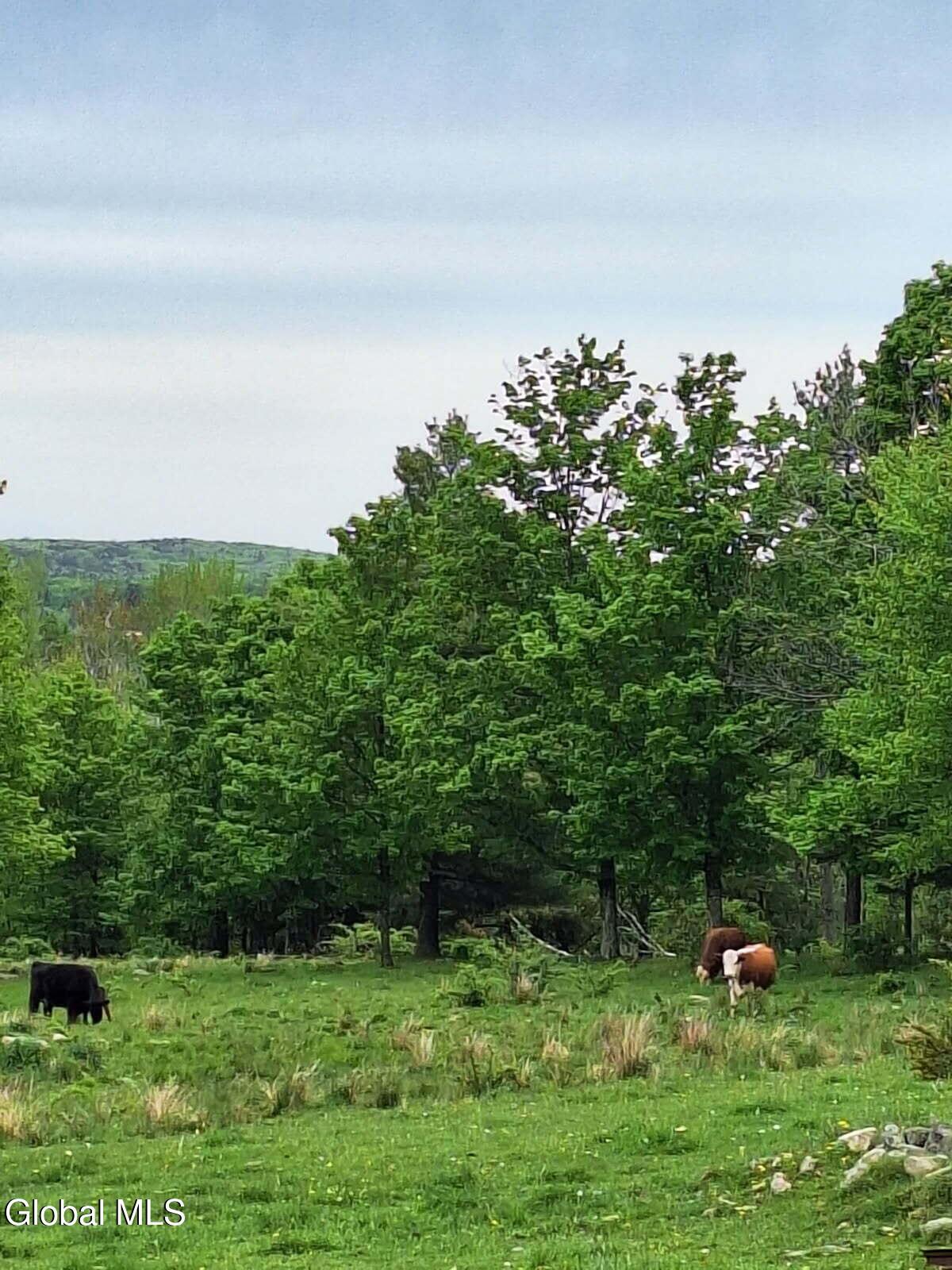 Image 2: 53 Snyder Rd cows
