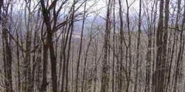1843 Echo Ridge