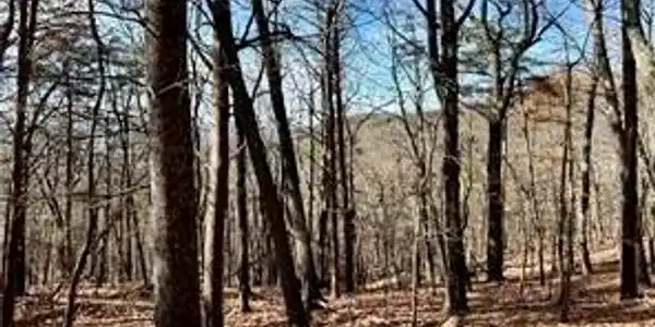 1520 Moss Patch Trail