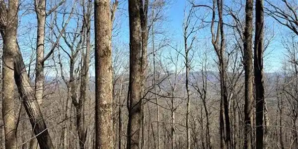240 N Sanderlin Mtn Drive
