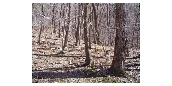 1544 Moss Patch Trail