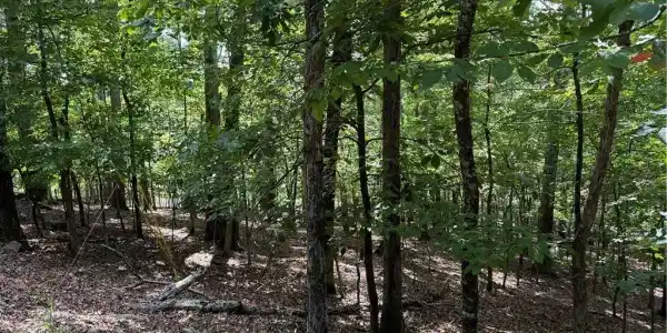 117 Tulip Tree Court