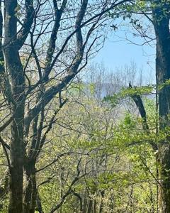 450 Wild Turkey Bluff