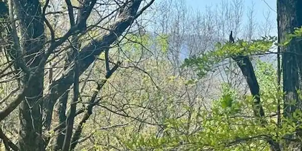 450 Wild Turkey Bluff