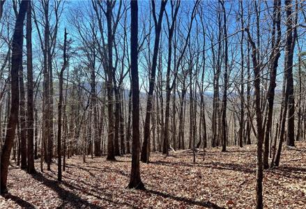 4428 Bee Tree Ridge Drive