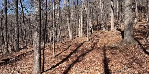 1538 Moss Patch Trail