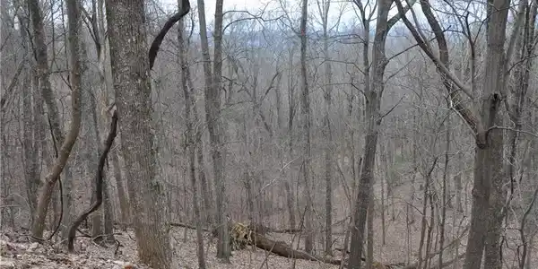 3012 Wild Turkey Bluff