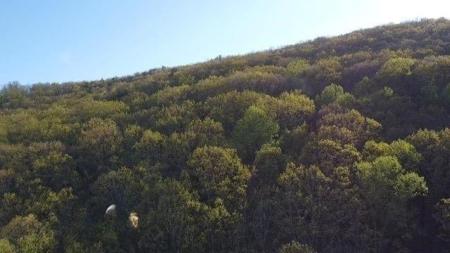 172 Trailwood Drive
