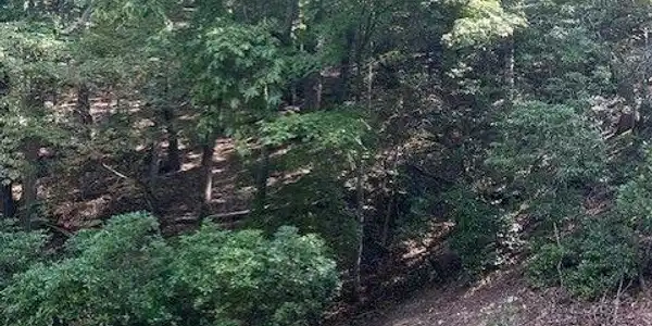 182 MORSE ELM Loop