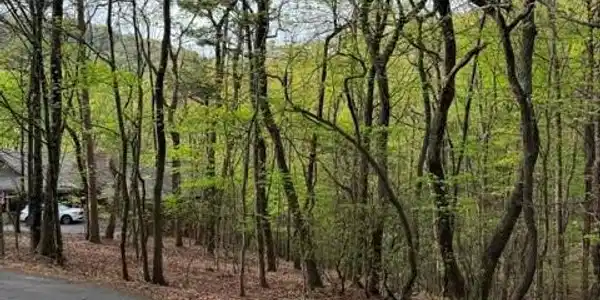 226 Crested Fern Lane