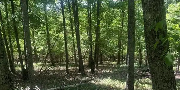 Lot 252 Owl Ridge Way