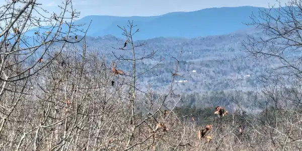 LTS 159,160 Hickory Trace, Ellijay GA 30536
