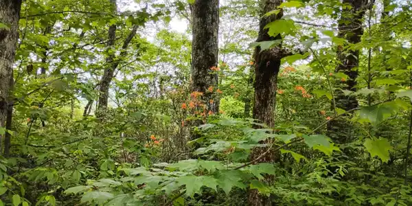 Lot 51 Bayberry Lane, Sky Valley GA 30537
