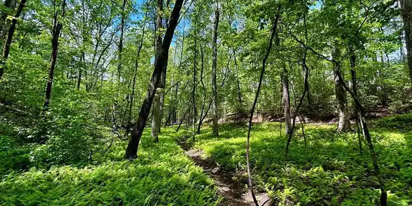 Lot 12 Frances Drive, Ellijay GA 30536