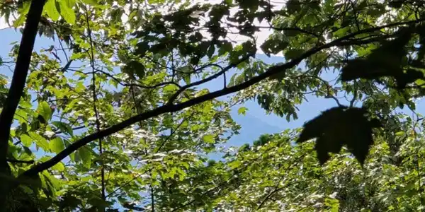 Lot 17 Abbott Mill Road, Ellijay GA 30540